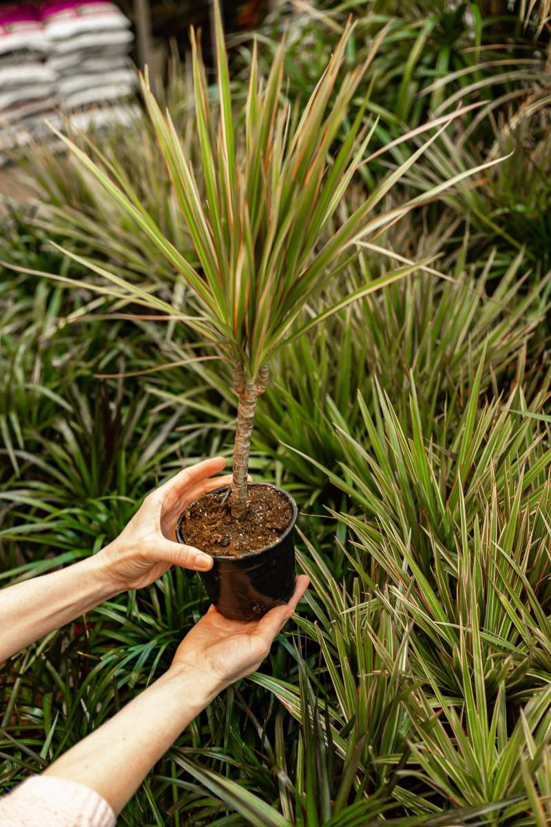 human-hands-hold-plants-in-a-pot-finding-and-buyi-2022-11-23-19-14-32-utc