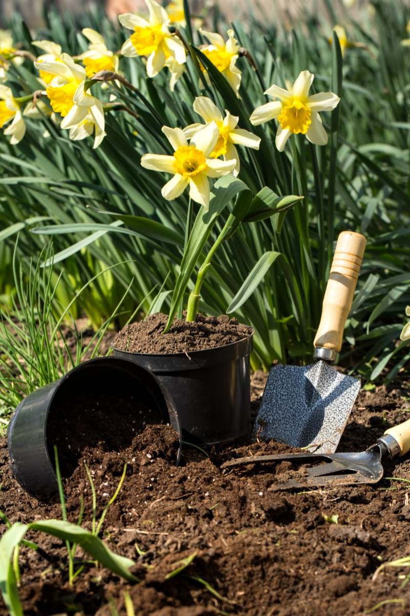 planting-flowers-in-the-garden-garden-tools-flow-2021-08-31-22-52-52-utc