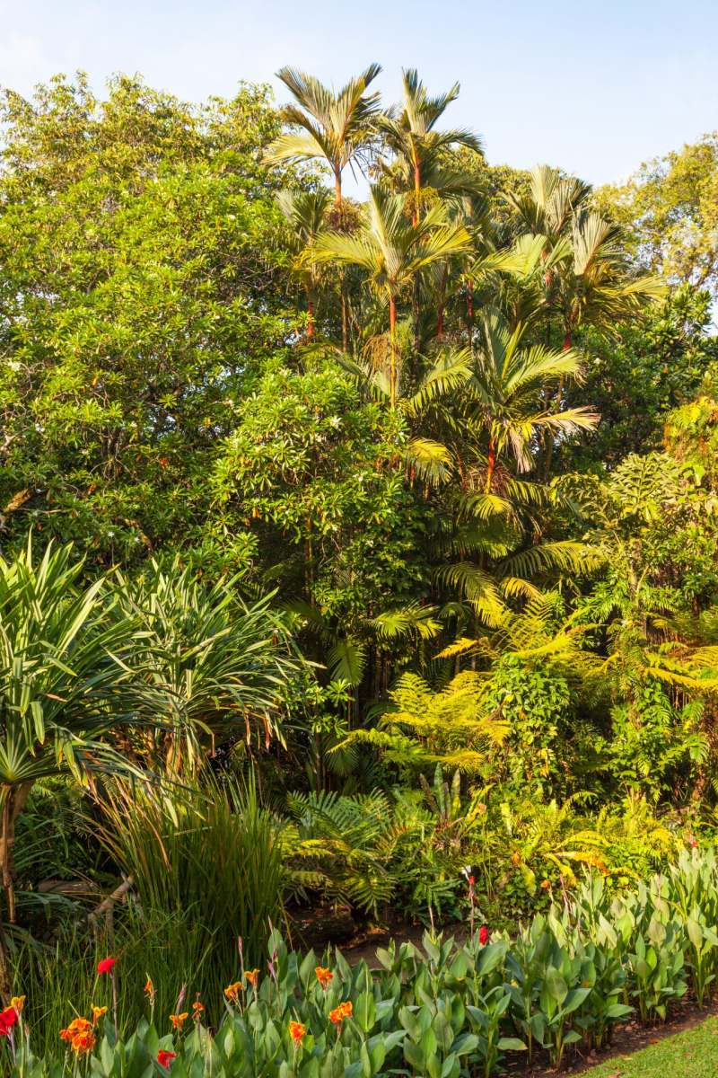 plants-and-trees-in-the-singapore-botanic-gardens-2021-08-26-15-31-59-utc