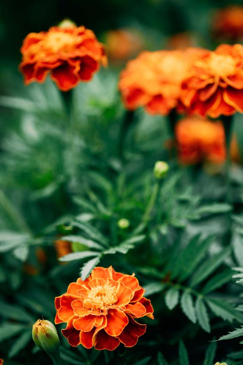 red-flowers-of-tagetes-plant-in-garden-bed-medici-2021-08-29-17-42-32-utc